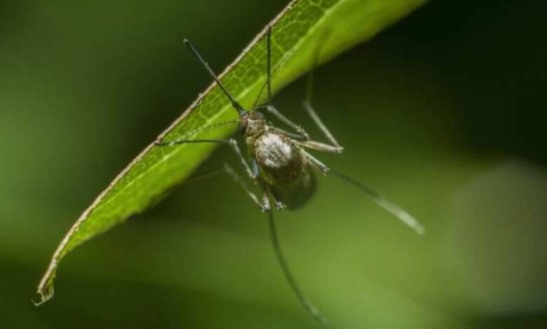 ¿Llegó el Apocalipsis? Mosquitos que causan fiebre mortal invaden a 18 países