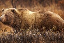 Abuelito que recogía arándanos mata a oso pardo