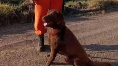 Ahora hallan muerto al perro que buscó al niño Loan y surge una inesperada recompensa