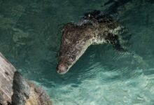 Aparece cocodrilo en el muelle de Playa Langosta de Cancún