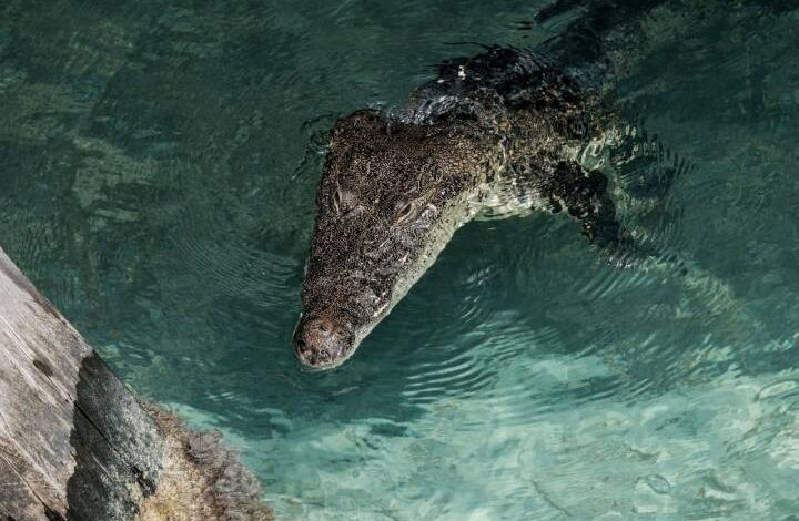 Aparece cocodrilo en el muelle de Playa Langosta de Cancún