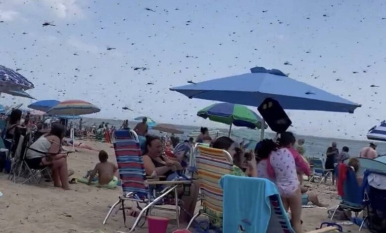 Apocalipsis de libélulas gigantes son captadas en aterrador VIDEO al invadir una playa