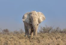 Elefante mata a turista que intentaba fotografiarlos de cerca