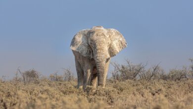 Elefante mata a turista que intentaba fotografiarlos de cerca