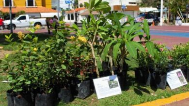 Kilo Verde y Croquetón llegará al Centro y Villas del Sol