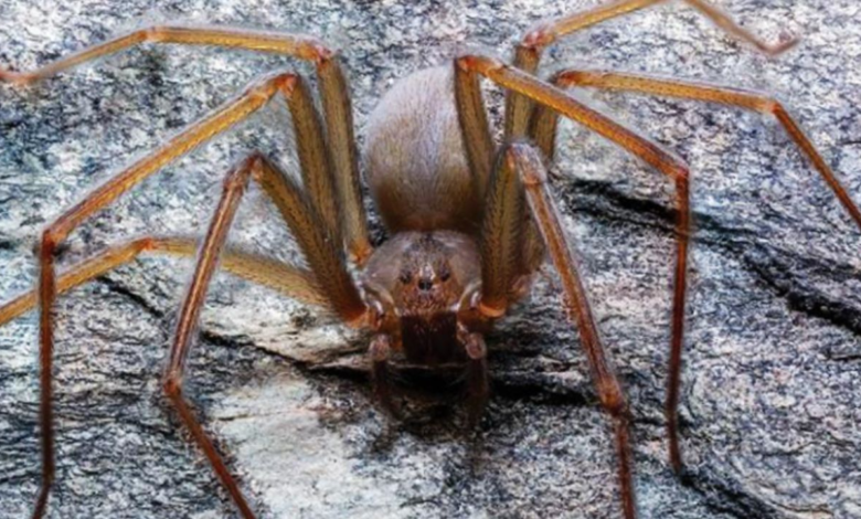 Niño colombiano sobrevivió a cuatro muertes clínicas por la picadura de una araña