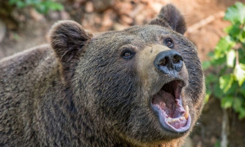 Sacrifican a más de 40 osos pardos, una especie protegida, para prevenir ataques contra personas en Eslovaquia