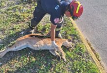 Temerario conductor arrolla a un puma en carretera Playa del Carmen-Tulum