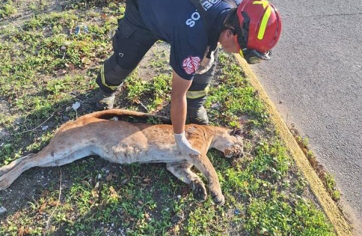 Temerario conductor arrolla a un puma en carretera Playa del Carmen-Tulum