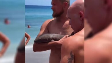 VIDEO: tiburón bebé muerde a un bañista en la playa y se queda aferrado al brazo