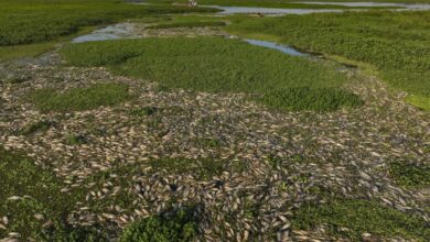 ¡Tragedia ambiental! Un río en Brasil se cubre con toneladas de peces muertos