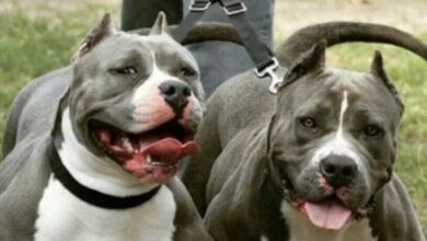 Dos pitbulls matan a bebé de 3 meses mientras sus padres fumaban marihuana