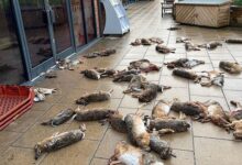 Escena de terror: encuentran a decenas de animales muertos afuera de una tienda