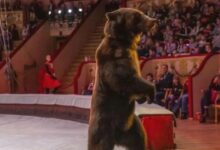 IMÁGENES FUERTES: oso de circo ataca a su entrenador en pleno espectáculo