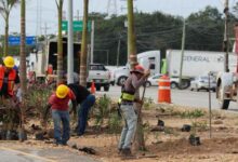 Restauran y rehabilitan camellón de la carretera federal en Solidaridad