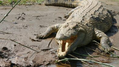 Un cocodrilo hiere de gravedad a un empleado del zoológico en Jerusalén