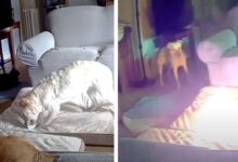 VIDEO: Perrito provoca incendio por jugar con el cable de una batería de litio portátil