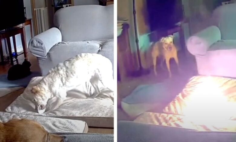 VIDEO: Perrito provoca incendio por jugar con el cable de una batería de litio portátil