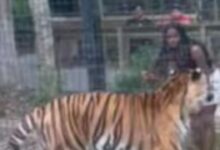 VIDEO: Una mujer salta valla para molestar a un tigre de 227 kilos en zoológico y después escapa