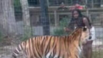 VIDEO: Una mujer salta valla para molestar a un tigre de 227 kilos en zoológico y después escapa