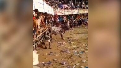 VIDEO: joven de 17 años muere tras ser embestido brutalmente por un toro durante corrida