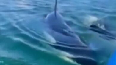 ¡Escalofriante! ocho orcas asesinas rodean a una mujer y este fue el desenlace: VIDEO