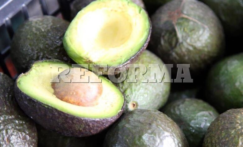 Buscan que aguacates exportados no sean de huertas ilegales