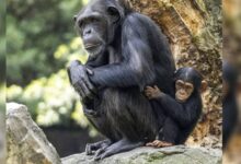 Chimpancé Natalia suelta a su bebé fallecido tras cargarlo durante siete meses de duelo