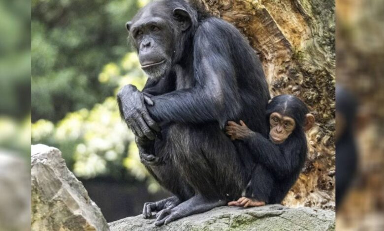 Chimpancé Natalia suelta a su bebé fallecido tras cargarlo durante siete meses de duelo