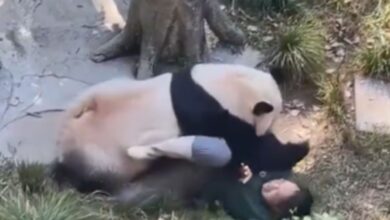 Cuidadora lastima a un oso panda y desata su furia, el animal se le abalanzó: VIDEO