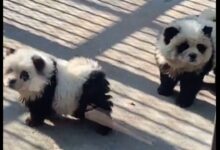 Esta es la explicación que dio un zoológico de China tras descubrirse que teñían perros como pandas