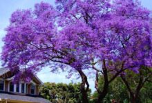 La paulownia, el árbol milagroso que es una amenaza en España