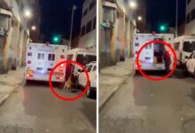 VIDEO: Cachorro persigue a una ambulancia durante varias cuadras porque en ella iba su dueño