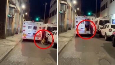 VIDEO: Cachorro persigue a una ambulancia durante varias cuadras porque en ella iba su dueño