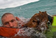 VIDEO: el conmovedor rescate de un hombre y su perro en el Golfo de México en medio del huracán Helene