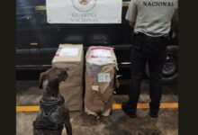 Aseguran 37 kilos de marihuana en el aeropuerto de Cancún