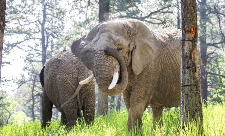 Cinco elefantes podrían ser los primeros animales en demandar a un zoológico para obtener su libertad