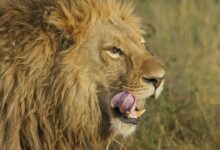 IMÁGENES FUERTES: león devora a su entrenador en plena función frente a decenas de turistas