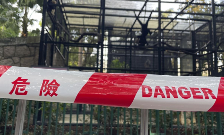 Misterio en un zoológico de Hong Kong: nueve monos, tres en peligro de extinción, mueren inexplicablemente en 2 días