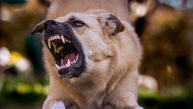 Niña sobrevive a ataque de un perro; quedo con marcas en toda la cara