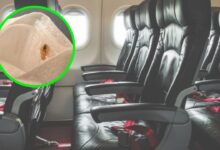 Pasajero encuentra CHINCHES en un vuelo de primera clase, ¿cómo llegaron ahí?