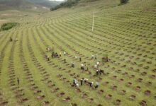 El milagro chino de la reforestación puede salvar el planeta