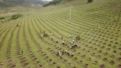 El milagro chino de la reforestación puede salvar el planeta