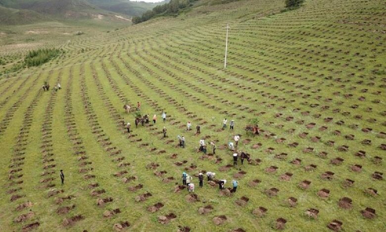 El milagro chino de la reforestación puede salvar el planeta