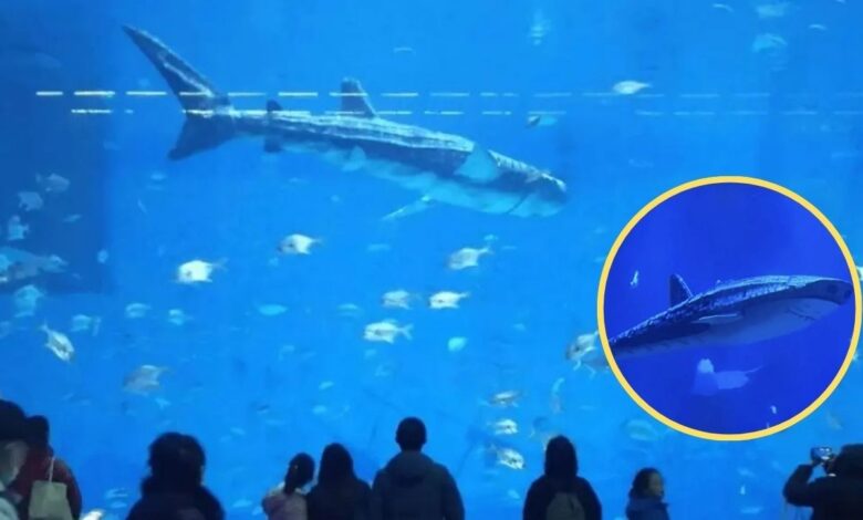 Un acuario se ve envuelto en polémica al descubrirse que su atracción principal, un tiburón ballena, es un robot