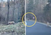 VIDEO: Lobos persiguen a ciclista en una carretera hasta que el conductor de un Tesla logra salvarlo de un ataque