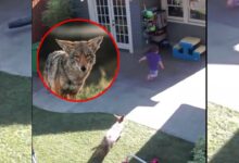 VIDEO VIRAL: un coyote persigue a una niña de 4 años por el patio de su casa, la salva una mesa de juguete