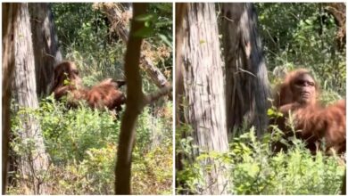 VIDEO: excursionistas graban a supuesto pie grande, es la imagen más nítida hasta ahora