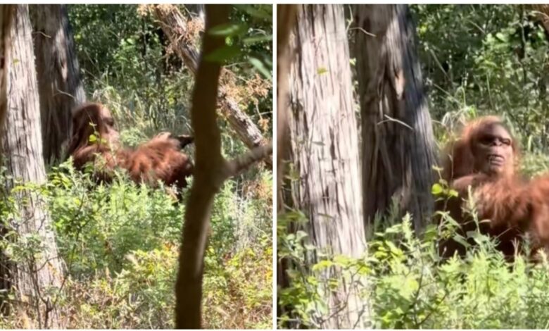 VIDEO: excursionistas graban a supuesto pie grande, es la imagen más nítida hasta ahora