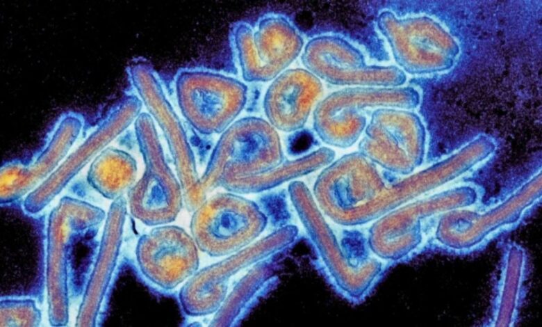 Virus de Marburgo: ¿cómo se contagia y ataca a las personas cuyas muertes aumentan?